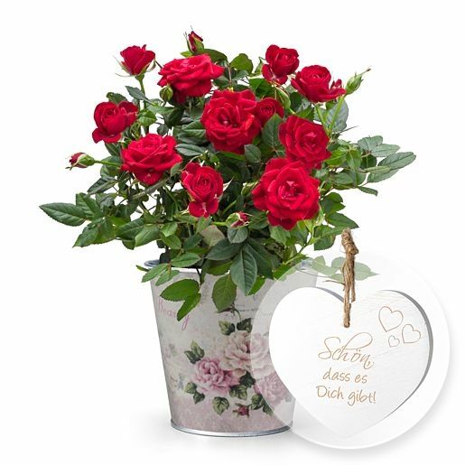 Rote Rose im romantischen Nostalgie-Topf und Vintage-Herz Schön, dass es Dich gibt!