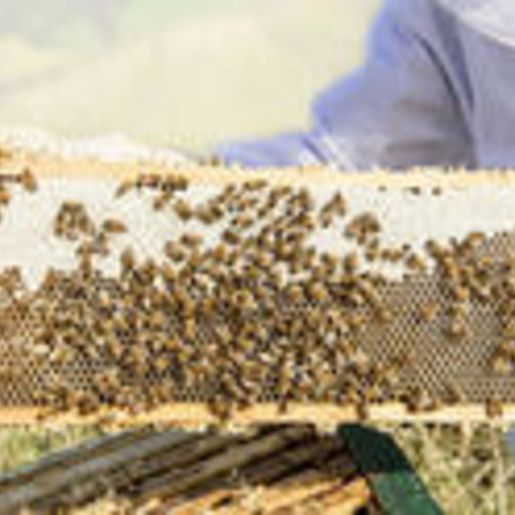 Bienen und Imker Workshop