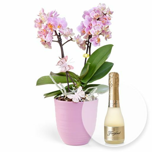 Rosa Orchidee im fliederfarbenem Keramiktopf und Freixenet Semi Seco